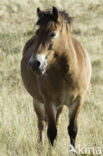 Exmoorpony