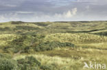 Marram (Ammophila arenaria)