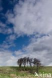 altocumulus undulatus