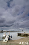 altocumulus undulatus