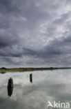 altocumulus undulatus