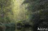 Common Coot (Fulica atra)