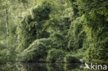 Grey Heron (Ardea cinerea)