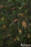 Juneberry (Amelanchier spec.)