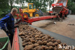 Potato (Solanum tuberosum)