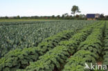 Wild Cabbage (Brassica oleracea)