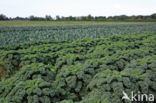 Wild Cabbage (Brassica oleracea)