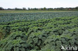 boerenkool (Brassica oleracea)