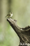 Tjiftjaf (Phylloscopus collybita)