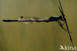 Damselfly