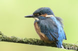 Kingfisher (Alcedo atthis)
