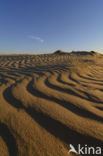 Nationaal Park De Hoge Veluwe