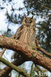 Ransuil (Asio otus)
