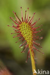 Kleine zonnedauw (Drosera intermedia)