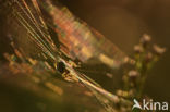 Kruisspin (Araneus diadematus)