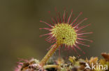 Round-leaved Sundew (Drosera rotundifolia)