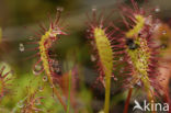 Lange zonnedauw (Drosera longifolia)