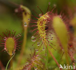 Great Sundew (Drosera longifolia)