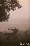 Red Deer (Cervus elaphus)