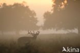 Red Deer (Cervus elaphus)