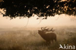 Red Deer (Cervus elaphus)