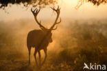 Red Deer (Cervus elaphus)