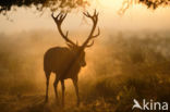 Red Deer (Cervus elaphus)