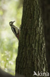 Great Spotted Woodpecker (Dendrocopos major)
