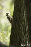 Grote Bonte Specht (Dendrocopos major)