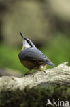 Boomklever (Sitta europaea caesia)