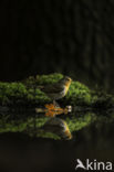 European Robin (Erithacus rubecula)