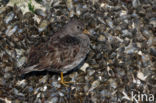 Paarse Strandloper (Calidris maritima)