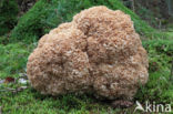 Wood Cauliflower (Sparassis crispa)