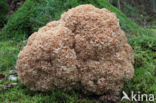 Wood Cauliflower (Sparassis crispa)