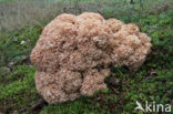 Wood Cauliflower (Sparassis crispa)