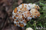Blushing Rosette (Abortiporus biennis)
