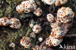 Blushing Rosette (Abortiporus biennis)