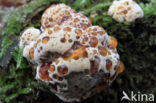 Blushing Rosette (Abortiporus biennis)