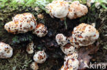 Blushing Rosette (Abortiporus biennis)