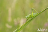 Grote groene sabelsprinkhaan (Tettigonia viridissima)