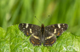 Map Butterfly (Araschnia levana)