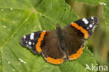 Red Admiral (Vanessa atalanta)