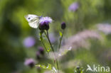 Klein geaderd witje (Pieris napi)