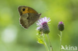 Meadow Brown (Maniola jurtina)