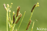 Jacobskruiskruid (Jacobaea vulgaris)