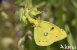 Oranje luzernevlinder (Colias croceus)