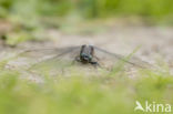Black-tailed Skimmer (Orthetrum cancellatum)