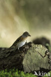 Brambling (Fringilla montifringilla)
