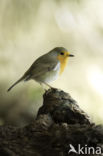 European Robin (Erithacus rubecula)
