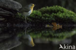 European Robin (Erithacus rubecula)